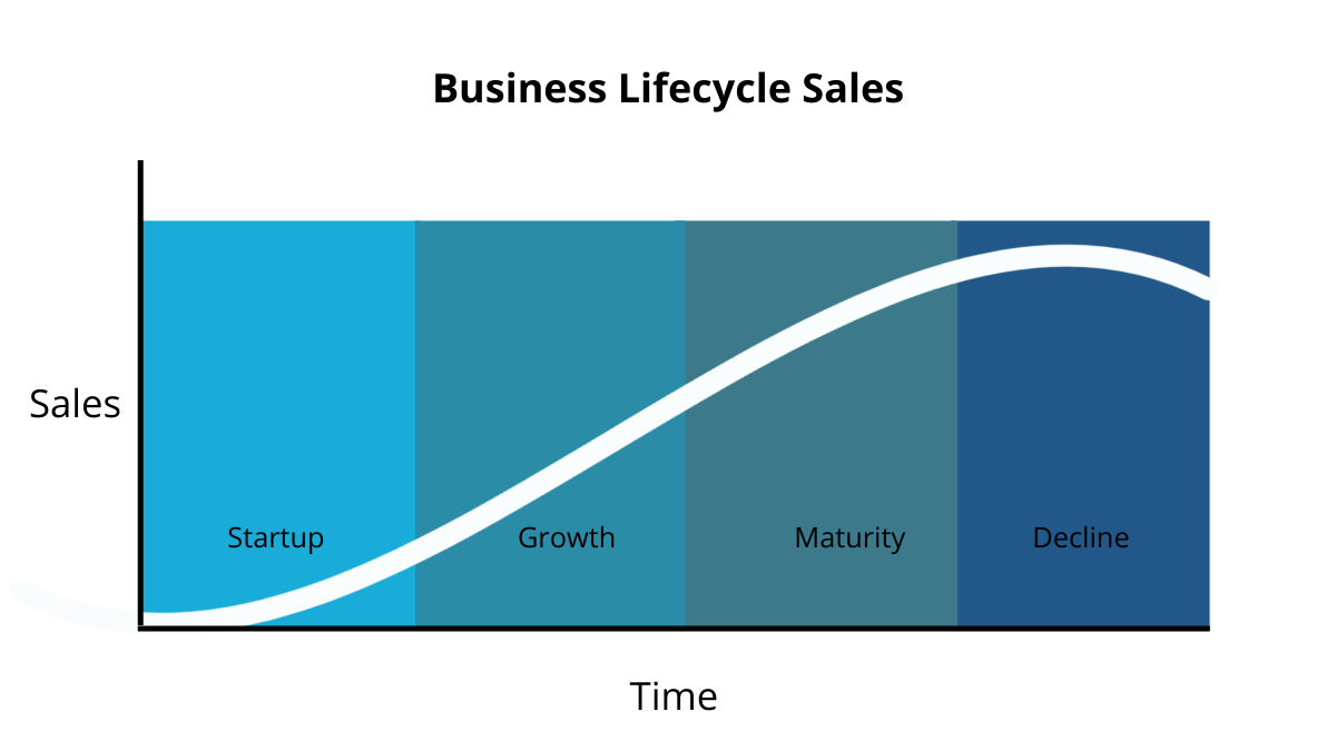 Business lifecyle from start up to decline